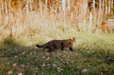 Domestic cat walks on the field