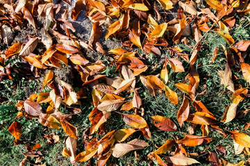 Close up of fall leaves on ground in autumn park.