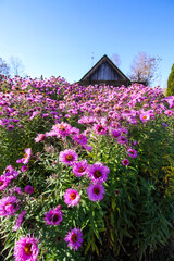 Purple aster flowers in bloom in autumn day. Autumn nature details in the countryside.