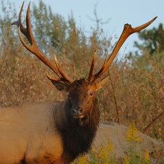 Broken Antler Not Broken Spirit Elk Bull After a Major Rut Fight Battle