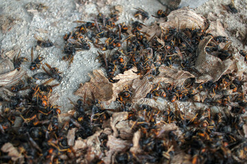 asian hornets dead and fragments of their nest