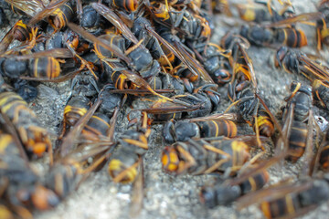 asian hornets found dead in Galicia, Spain