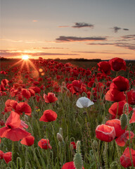 Obraz premium poppy field with sky