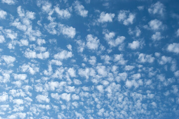cirrocumulus clouds illuminated by the sun