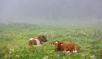 Fototapeta na wymiar two red and white spotted calves recline in meadow with flowers