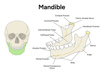 Obraz premium Mandible anatomy of skull infographic in vector