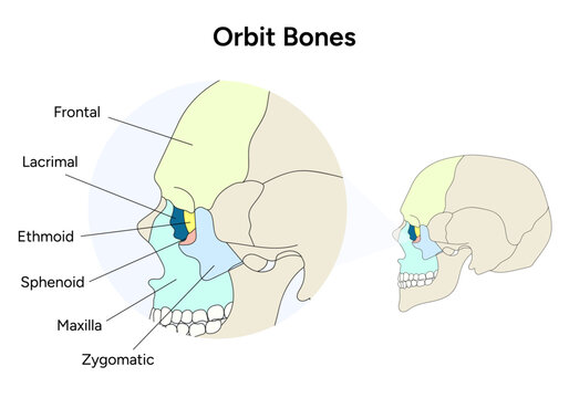 Orbital bones anatomy of the skull in vector
