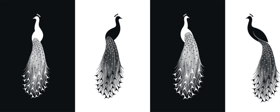 Peacock logo. Isolated peacock on white background