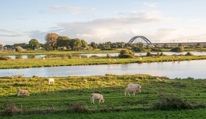 cows graze in nature reserve near culemborg and river rhine in the netherlands with bridge of...