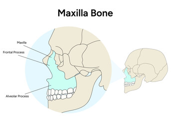 Fototapeta premium Anatomy of skull maxilla bone infographic in vector