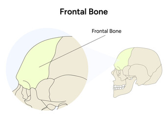 Frontal bone anatomy of skull in vector