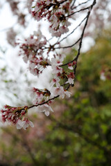 公園に咲くソメイヨシノの花
