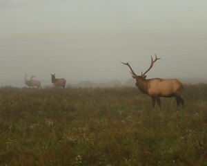 Majestic Elk Bull Rut Scene