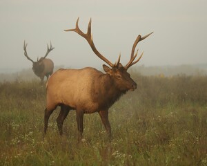 Majestic Elk Bull Rut Scene
