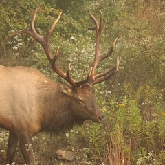 Majestic Bull Elk During the Fall Rut 