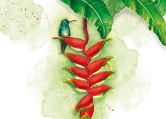 Colibrí Esmeralda © Cecilia Rivera