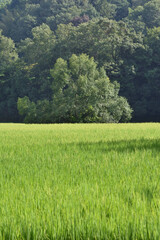 Obraz premium 田園風景