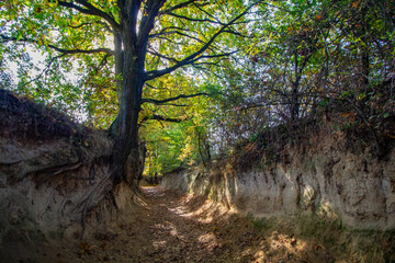Korzeniowy Dol Gorge - Kazimierz Dolny