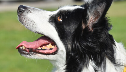Black and white border collie dog, closeup portrait