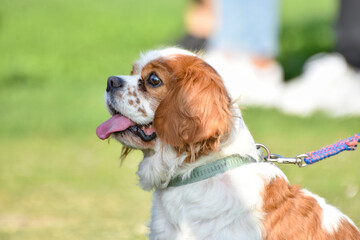 Portrait of a sweet dog,  cavalier king charles spaniel, closeup