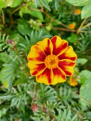 프렌치 메리골드