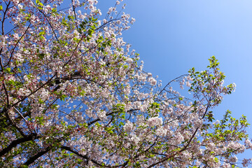 公園に咲くソメイヨシノの花