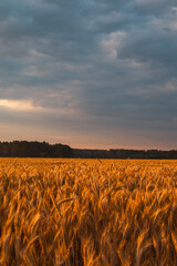 grain field at sunrise