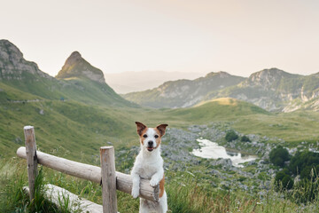 dog on a bench at the mountains. Jack Russell Terrier Traveling with a pet - obrazy, fototapety, plakaty