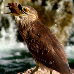 Heron Swallowing a Big Fish
