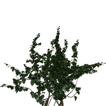 Beautiful Bushes With Transparent Background