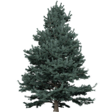 Beautiful Tree With Transparent Background