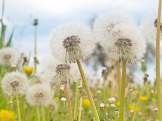 white dandelions on spring background