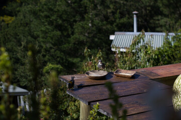 Naklejka premium Pajaros en una baranda
