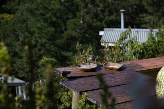 Pajaros en una baranda