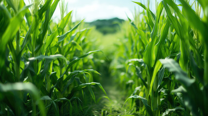 Obraz premium A close-up of lush green biofuel crops, such as corn or sugarcane, used for sustainable energy.
