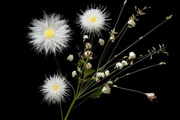 A dandelion flower with white flowers in the middle against a black background and smaller white flowers. Generative AI