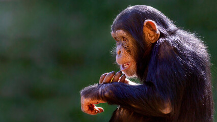 close-up portrait of a juvenile chimpanzee with room for text