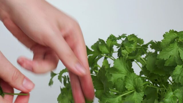 Close-up of fresh green cilantro in the hands of a chef, tearing off coriander leaves