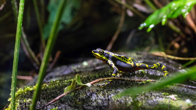 Wampucrum species of Harlequin toad also called the limon harlequin frog
