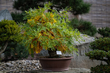 Fototapeta na wymiar A leafy type of bonsai outdoors.