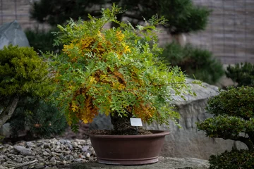 Fotobehang A leafy type of bonsai outdoors. © lapis2380