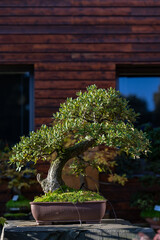 A leafy type of bonsai outdoors.