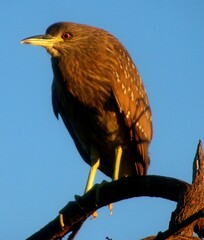 Black-crowned Night Heron at Dawn
