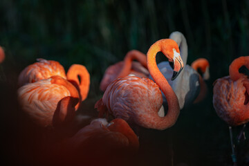 Adult flamingo bird outdoors in nature.