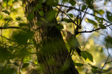 Singing female blackbird on a branch.