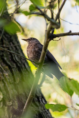 A female blackbird on a branch.