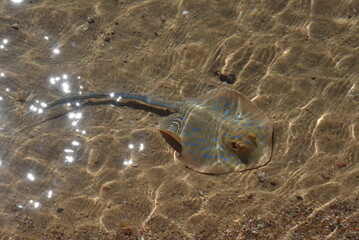 A blue spotted ray on the beach in Egypt on the Red Sea - Blaupunktrochen (Taebiura Iymma) 