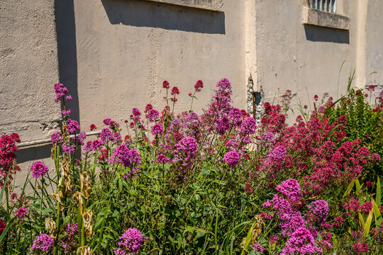 Tall, pink flowers on the outside of a building on Alcatraz Island. Former federal penitentiary. 
