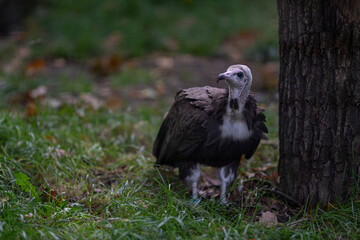 Capuchin vulture bred in captivity.