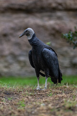 Condor bird on the ground.